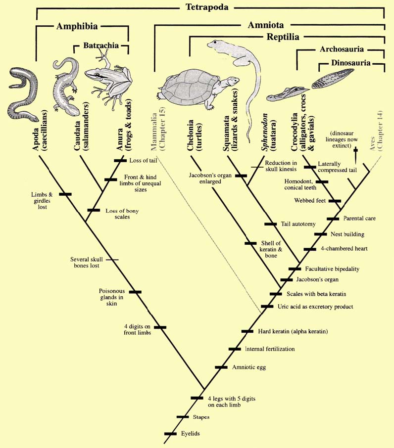 Laboratory Manual for Animal Diversity: An Evolutionary Approach (4 rd